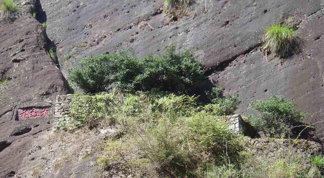 这6株大红袍已经有超过360年历史是世界茶树之王