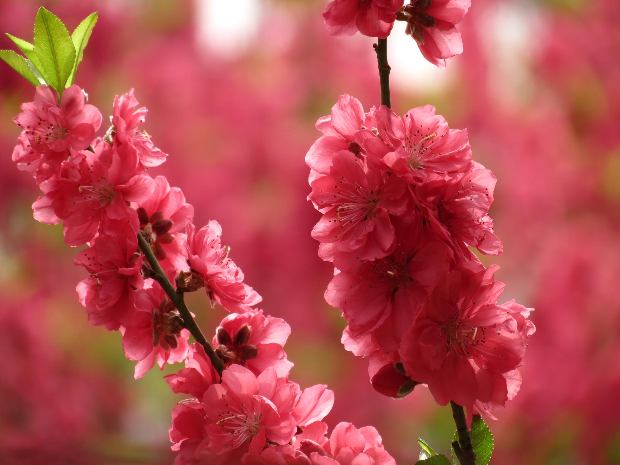 人面桃花相映红:桃花有了,就差你了,还不快来肇庆七星岩赏桃花
