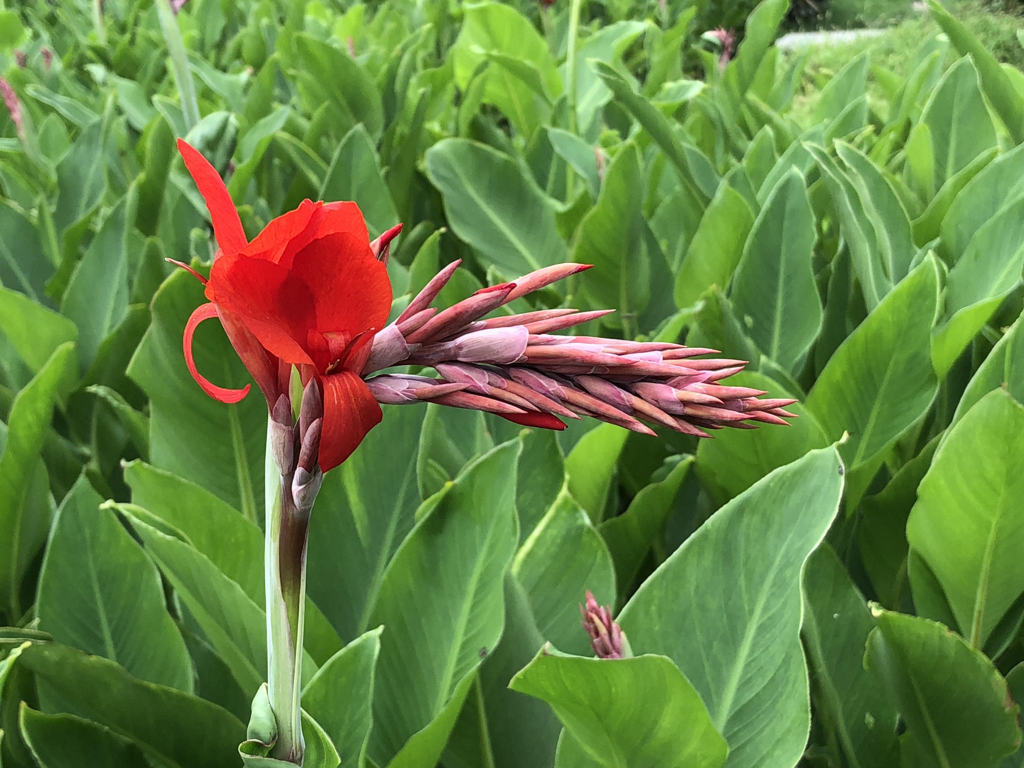 观赏植物:美人蕉,北京奥林匹克公园_高清图集_新浪网
