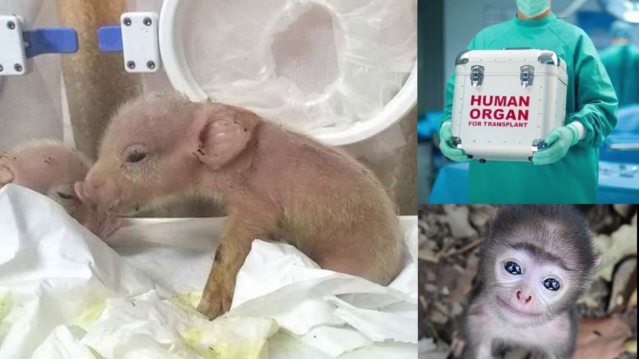 苹果称手机市场未达到顶峰,世界第一例猪猴合体