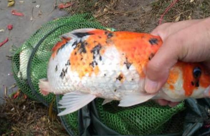 养殖水库出现大量花斑怪鱼老农得知真相后破口大骂