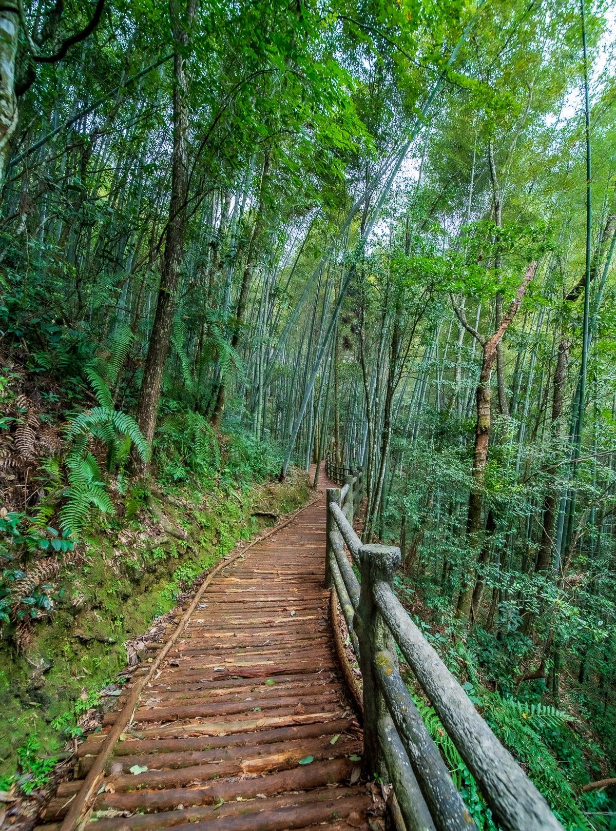 浙江温州文成铜铃山 小九寨沟 原始森林里 浙江温州文成铜铃山 小九寨沟 原始森林里