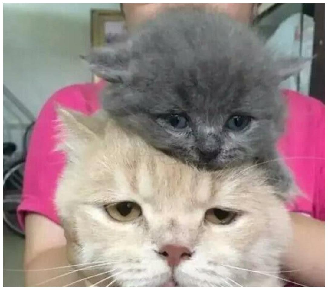 一只橘猫生下了一窝蓝猫,看到孩子的那一刻,眼神都迷离了