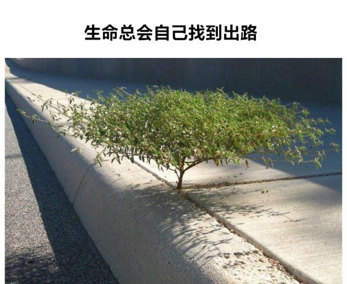 什么是努力,什么是坚持,什么是绝处逢生