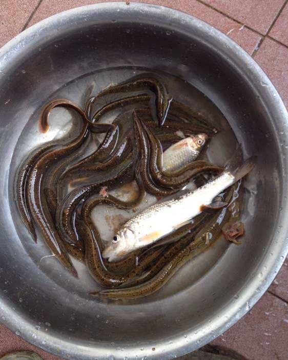 这种鱼的名字带"鳅"字,但是它和泥鳅没有关系,也是美味佳肴