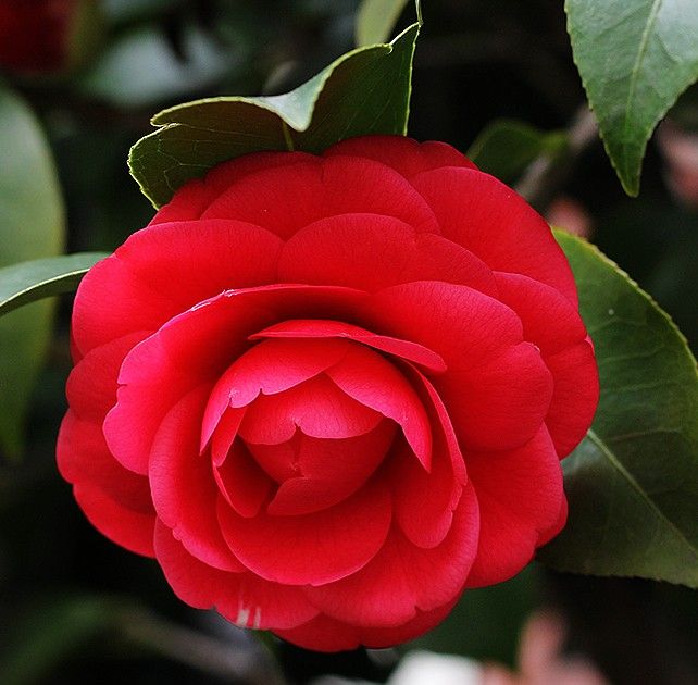 微信头像壁纸:娇艳的红色山茶花,太美了,喜欢就收藏吧