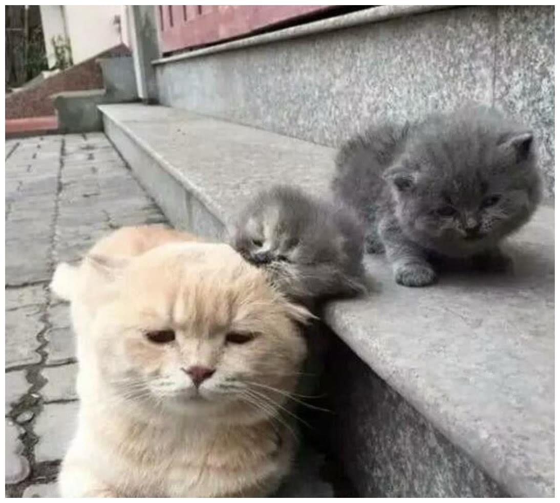 一只橘猫生下了一窝蓝猫,看到孩子的那一刻,眼神都迷离了