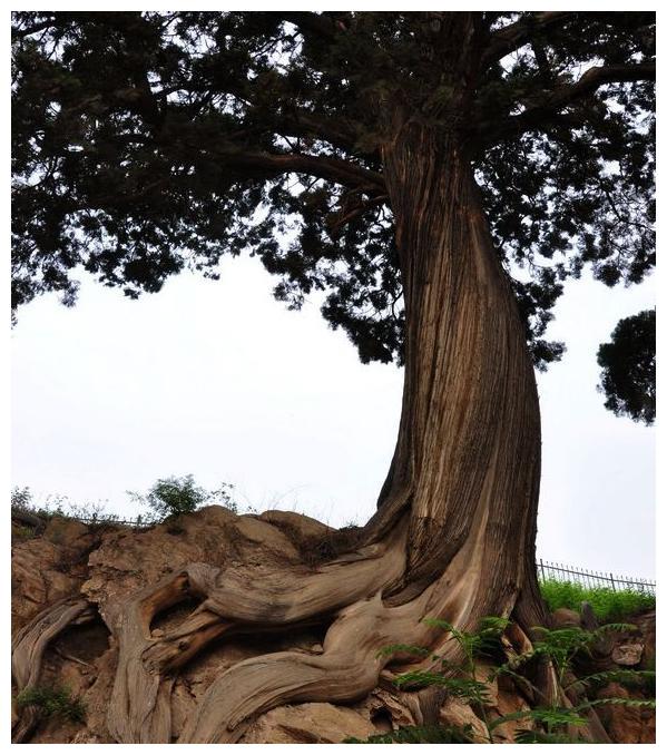 扁鹊庙前的九棵柏树传说