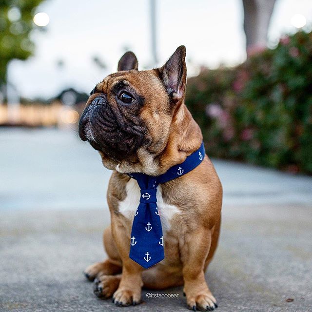 当狗穿上绅士服简直是人模狗样