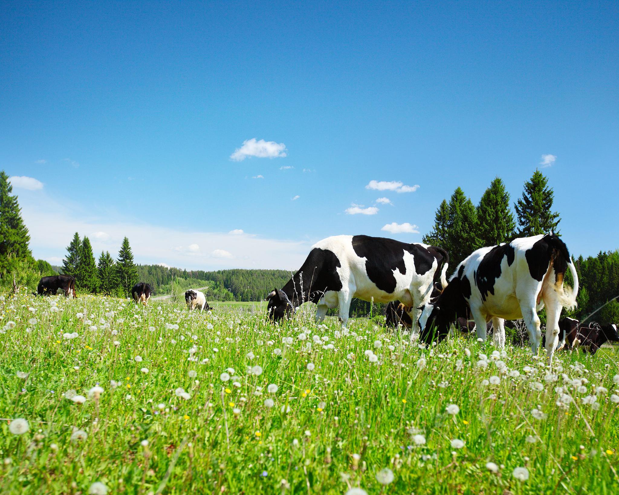 天苍苍野茫茫风吹草低见牛羊美丽的草原风光