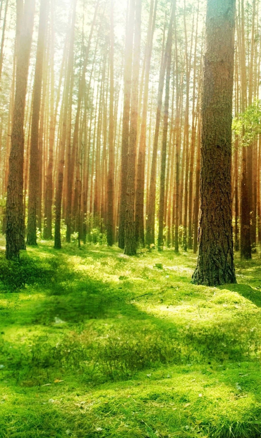 一组很美的树林壁纸,喜欢点赞关注吧.