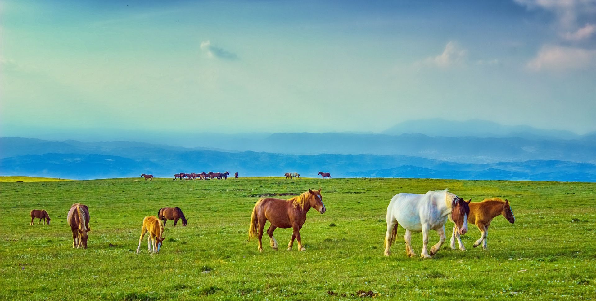 天苍苍野茫茫风吹草低见牛羊美丽的草原风光
