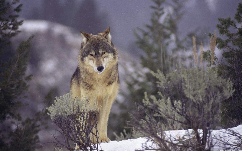 20头够吗?|灰狼|狼|东北虎_新浪新闻