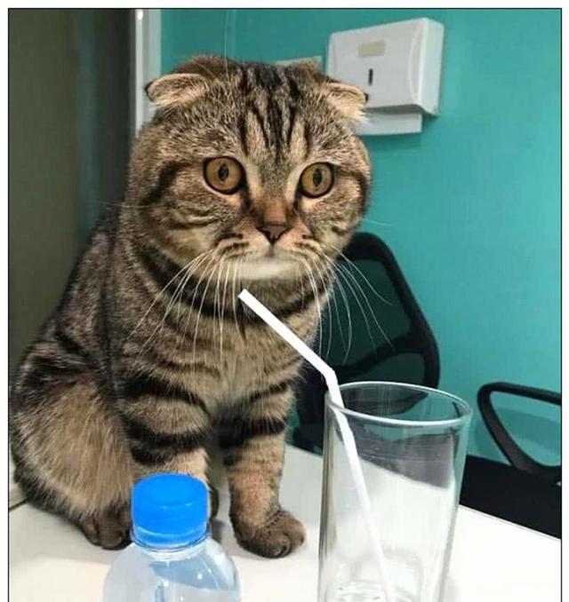 猫咪喝柠檬水,一杯下肚,表情让主人大笑不止