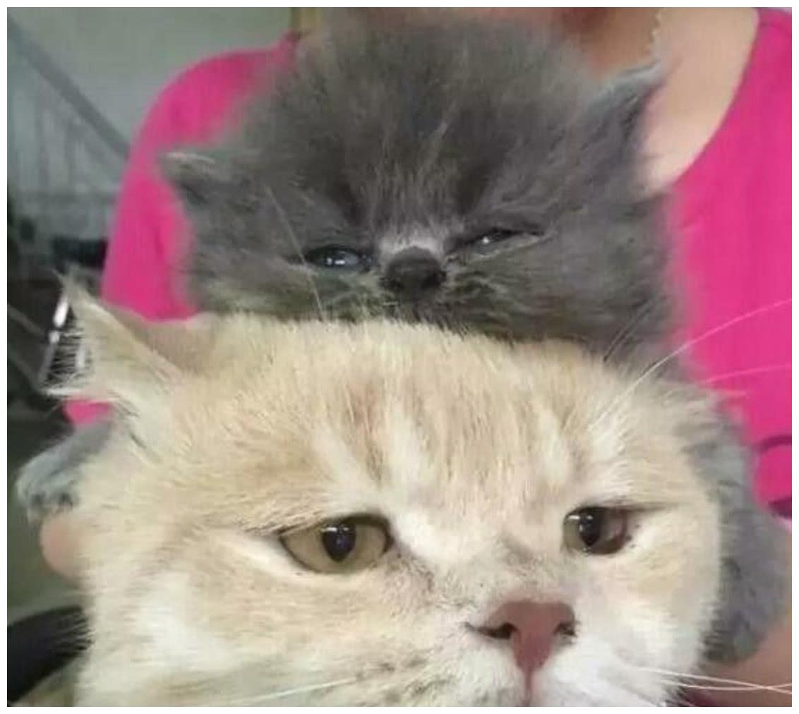 一只橘猫生下了一窝蓝猫,看到孩子的那一刻,眼神都迷离了