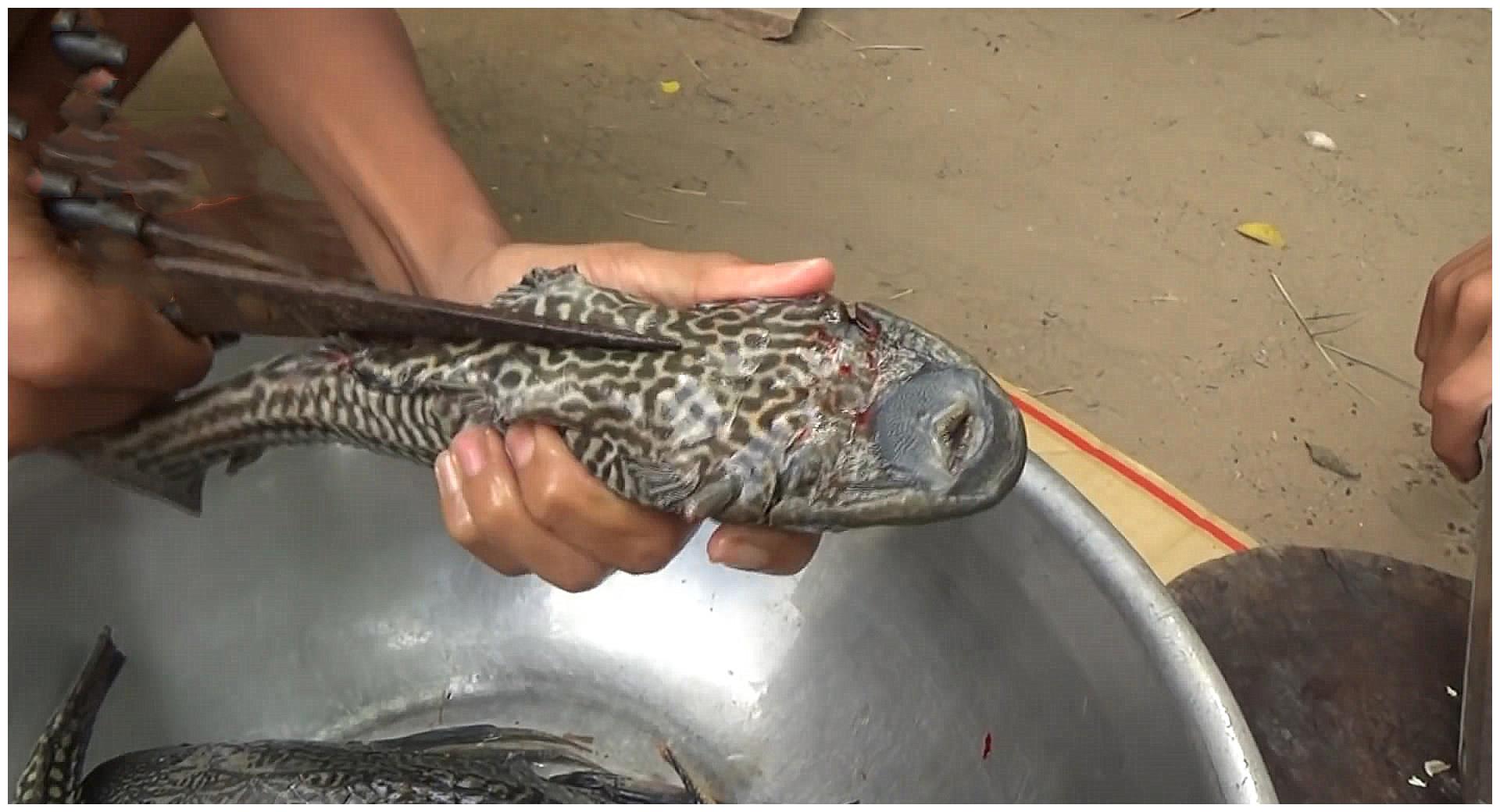 小伙钓到4条"清道夫鱼",看起来特别肥,煮好吃时想哭