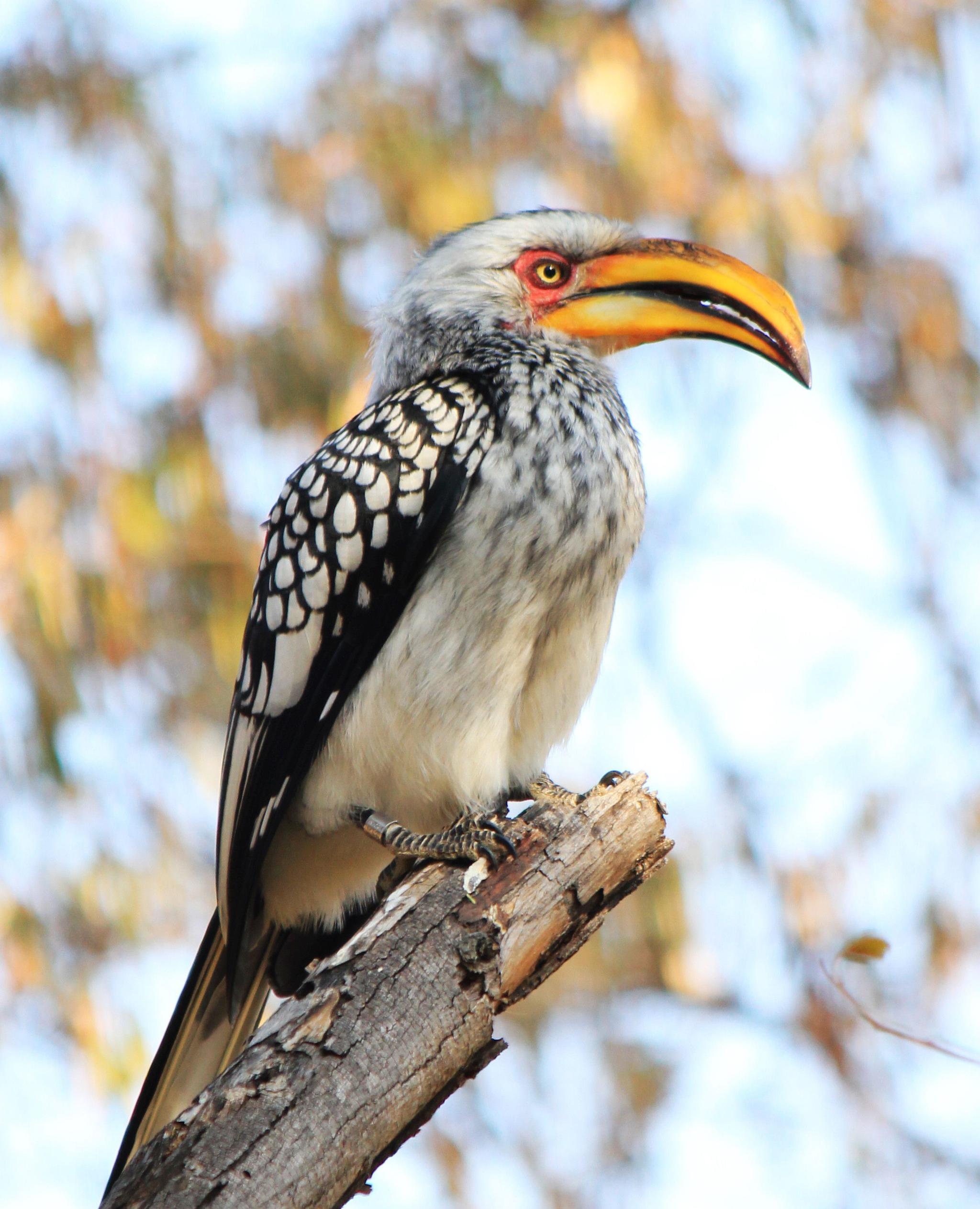 博茨瓦纳,野生动物的天堂