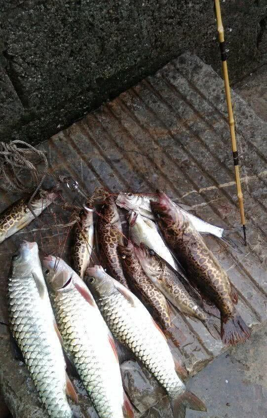 也收获寥寥而到了阳春三月,也马上到繁殖季节,这些野生鱼从各处钻出