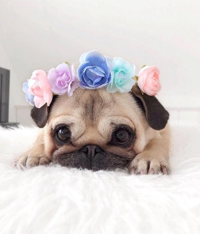 八哥犬也有一颗少女心,轻松驾驭粉色以及可爱风,有皱纹也能卖萌