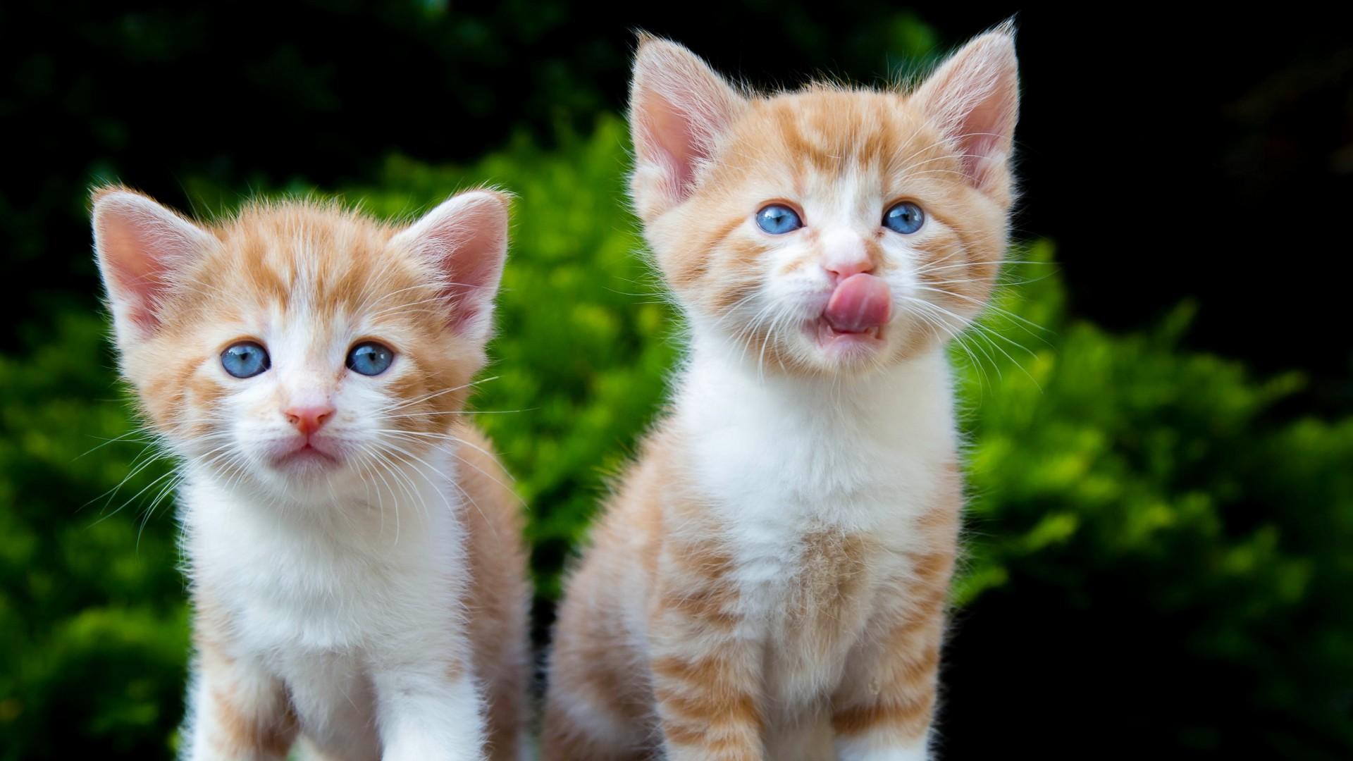 铲屎官发起疯来是有多可怕