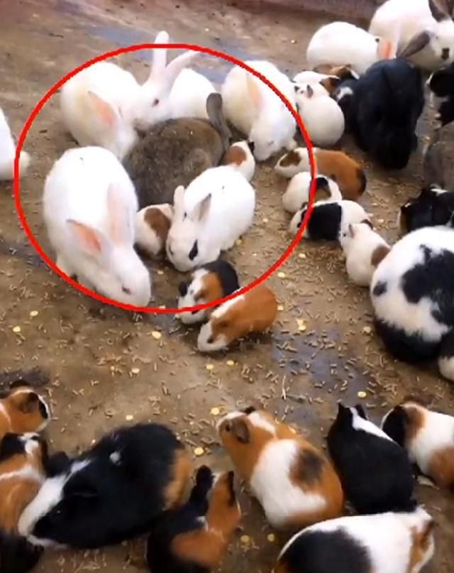 一院子的荷兰猪吃饭和兔子在一起分不清主人谁有猫借我一晚