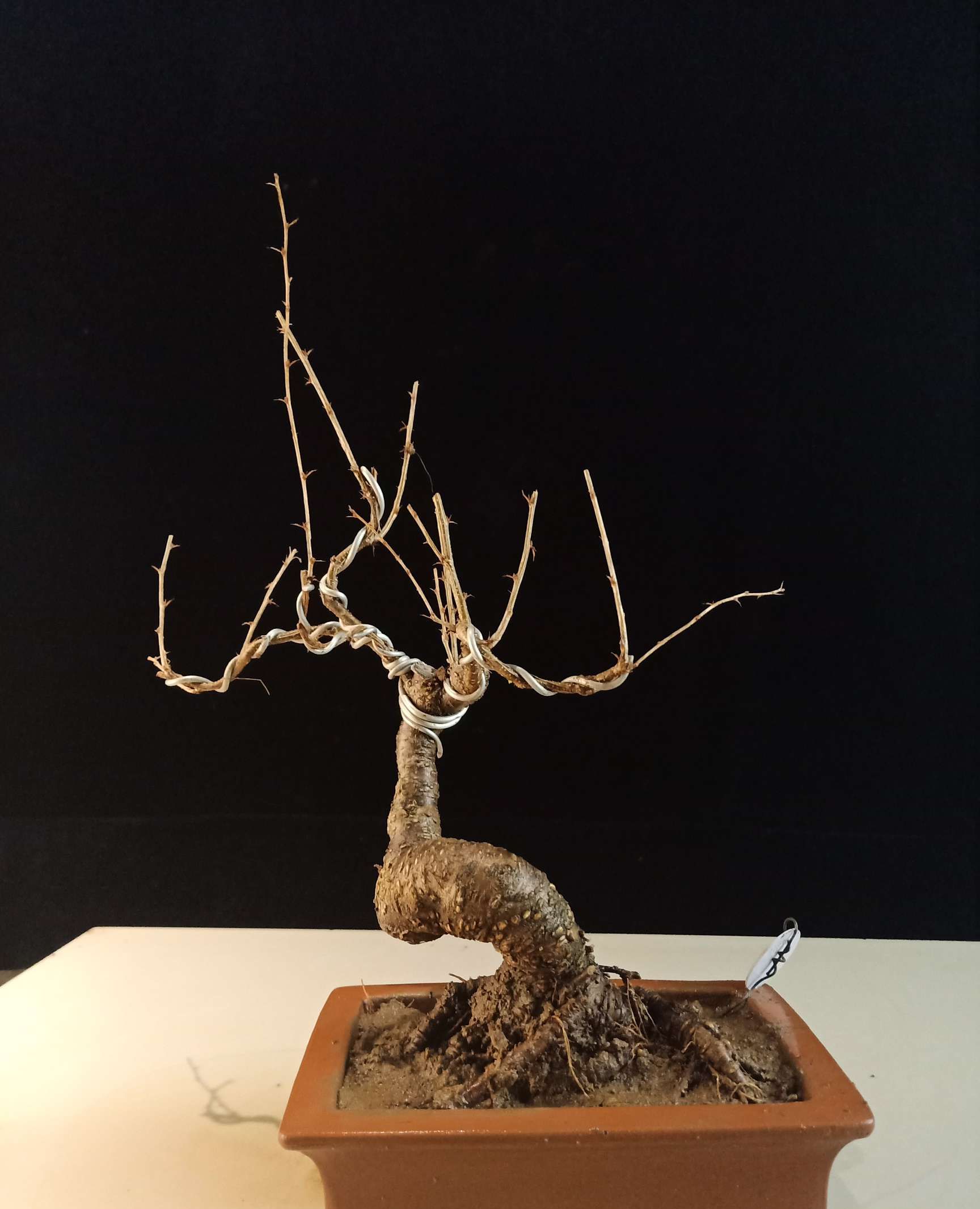 过年前盆景园拍摄寒枝盆景,既苍老古朴,又郁郁葱葱,富有生命力