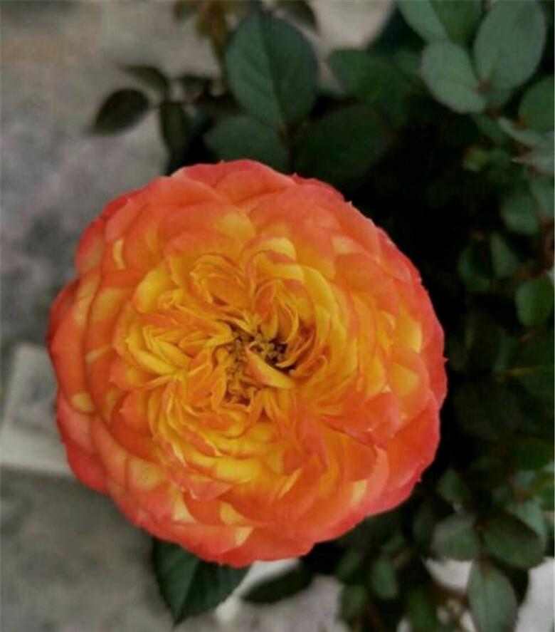 月季火焰阳台,花前注意3个细节,花儿开得饱满,花色如焰火