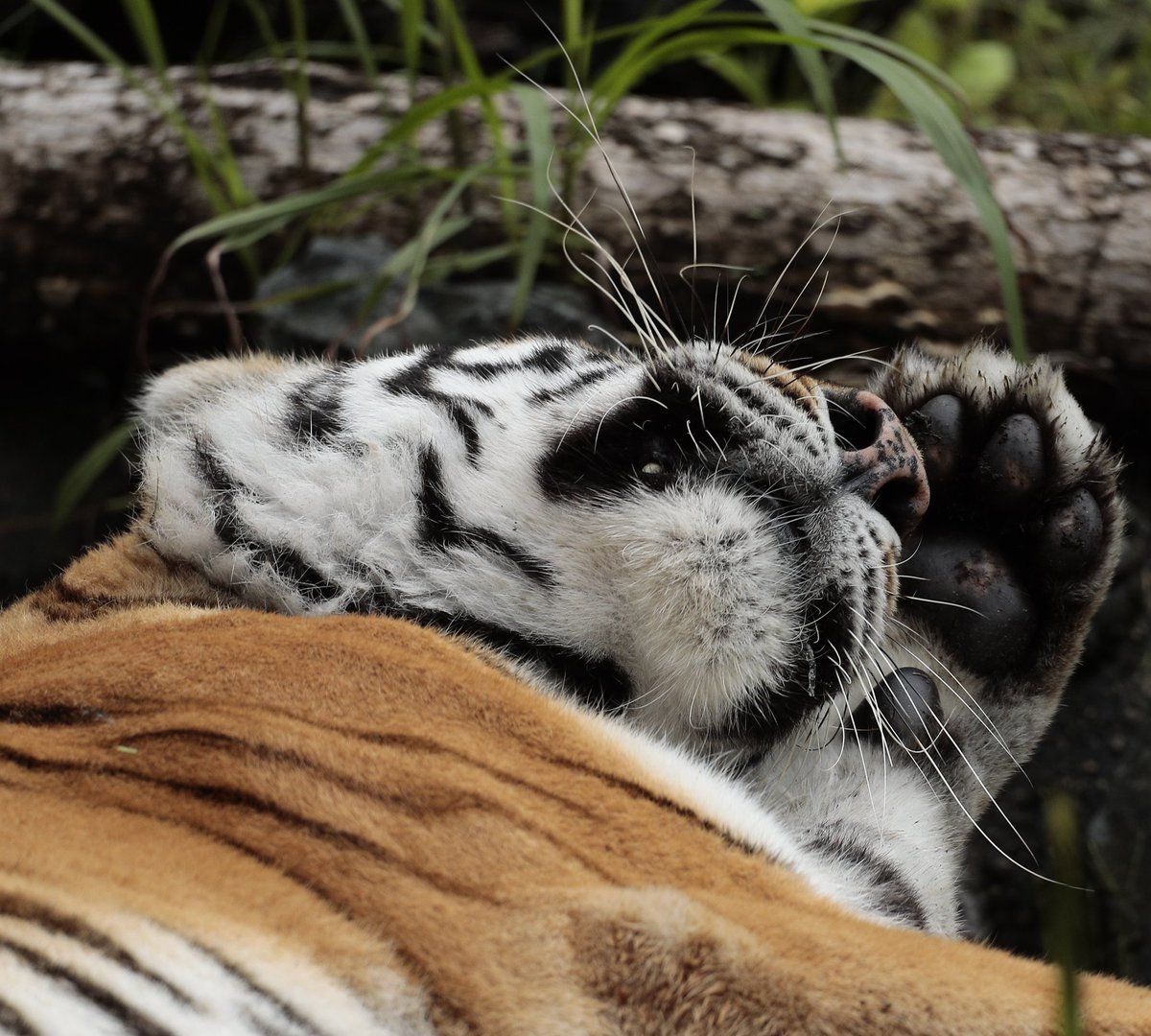 大老虎高清猫片,威武呆萌总有一张是你的最爱|超棒|猫|动物园_新浪