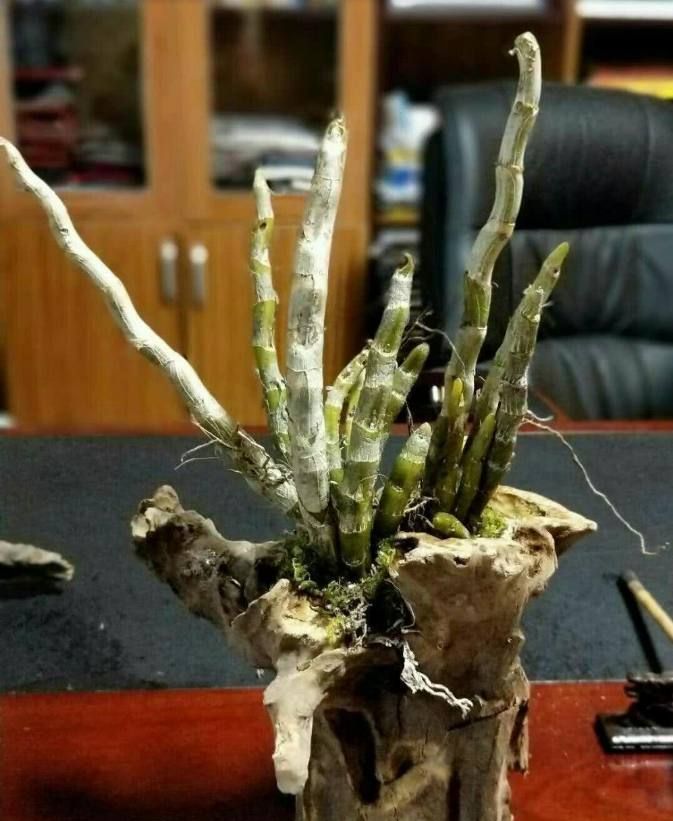 艺术家把石斛做成盆景,身价立刻翻几倍,网友:美呆了!