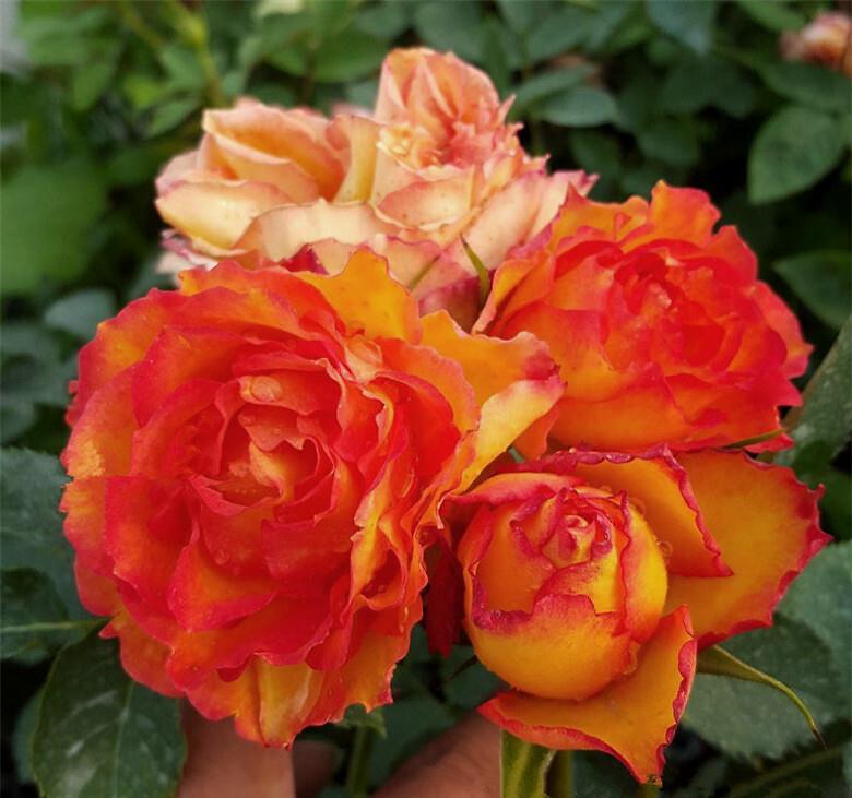 月季火焰阳台,花前注意3个细节,花儿开得饱满,花色如焰火