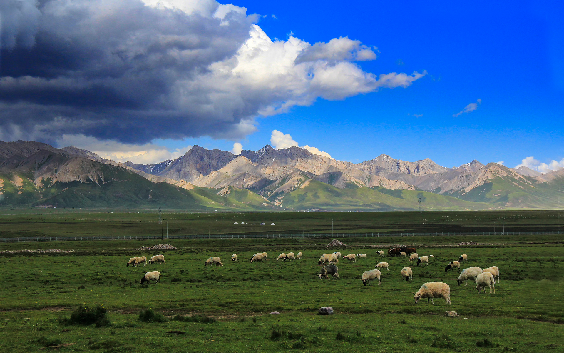 行游青海,遇见远方最美的风景|远方最美|草原|青海_新浪新闻