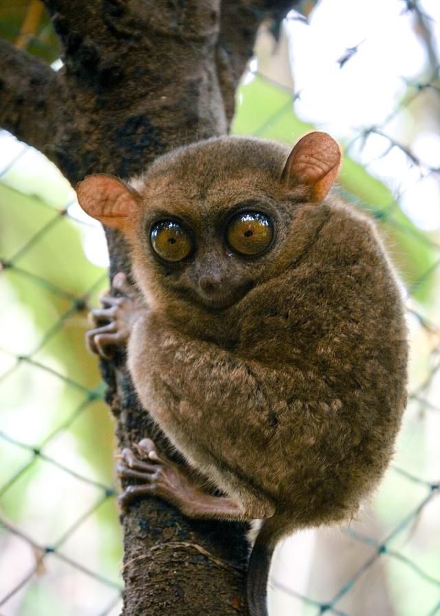 眼镜猴是世界上唯一不吃植物的灵长类动物