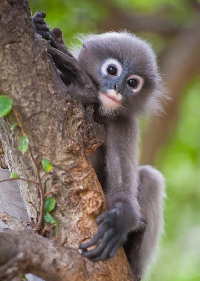 眼镜猴体型仅仅只有成年人的拳头般大小