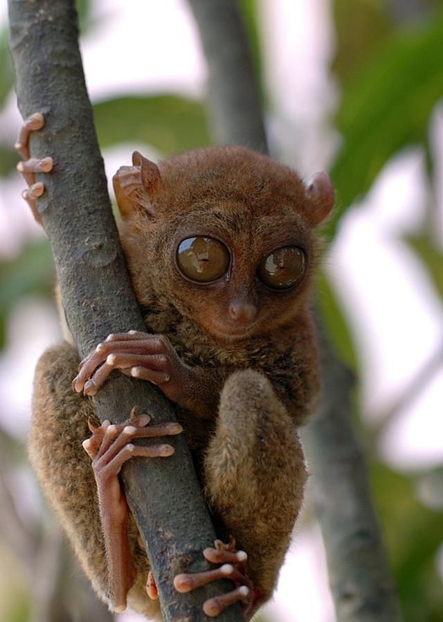 眼镜猴,是一种体型较小的灵长动物,外形与老鼠比较相像