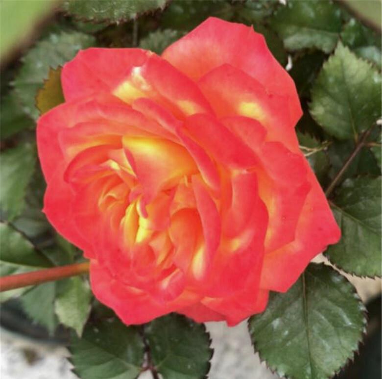 月季火焰阳台,花前注意3个细节,花儿开得饱满,花色如焰火