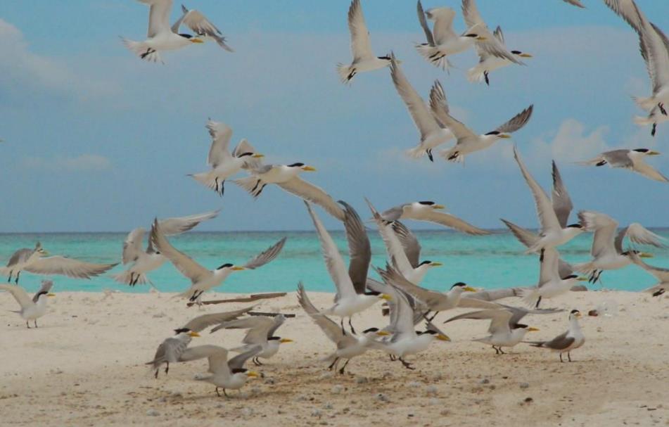 保留着原始风光,很适合人们前去度假|海岛|风光|西沙群岛_新浪新闻