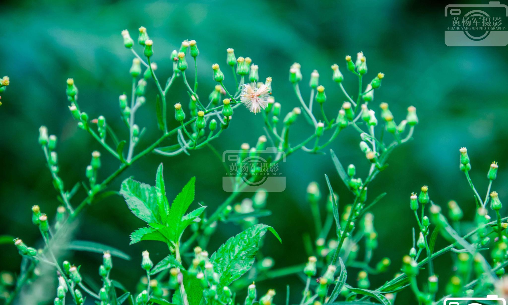 夏日六月遇见小蓬草的清新美|蓬草|菊科|植物|花苞|于都_新浪新闻