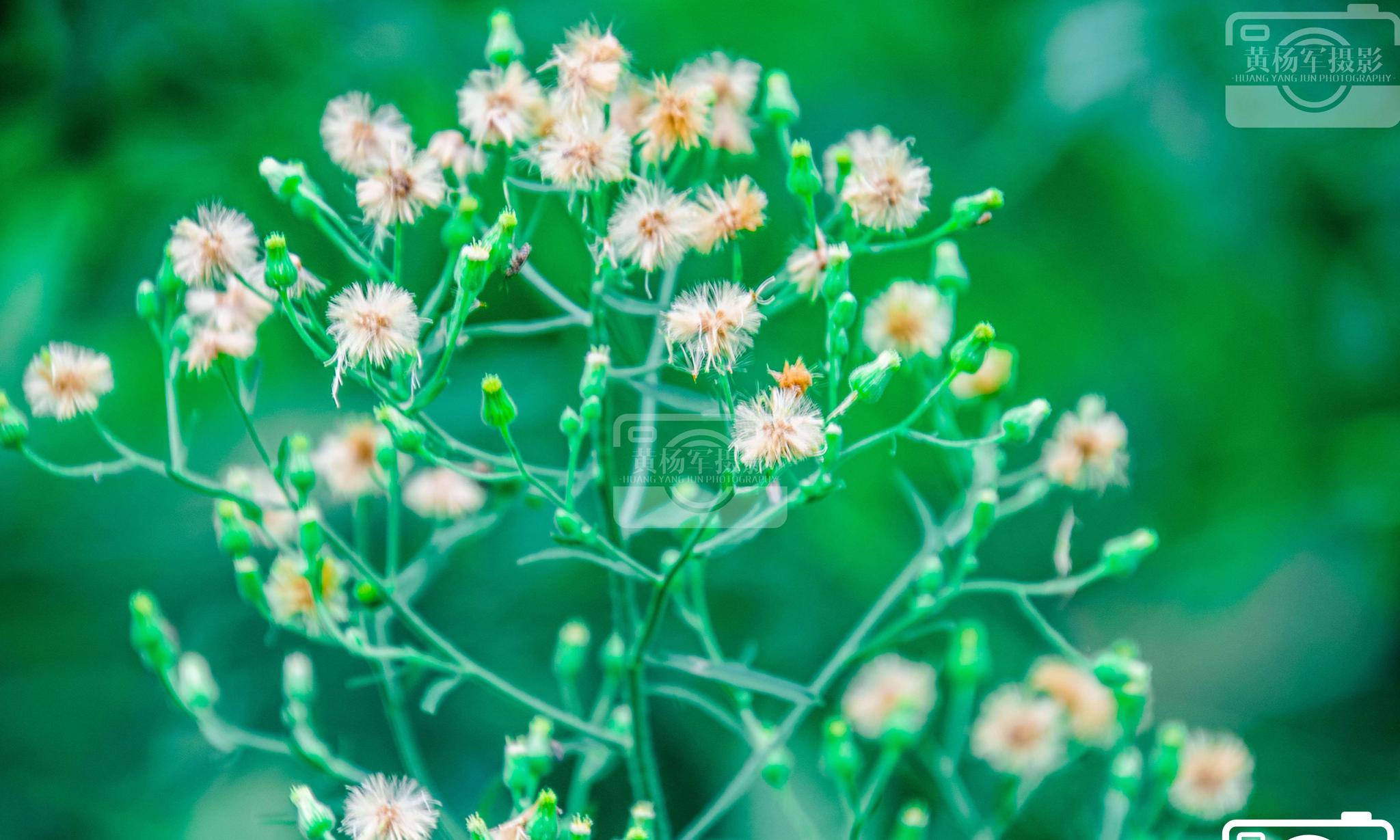夏日六月遇见小蓬草的清新美|蓬草|菊科|植物|花苞|于都_新浪新闻