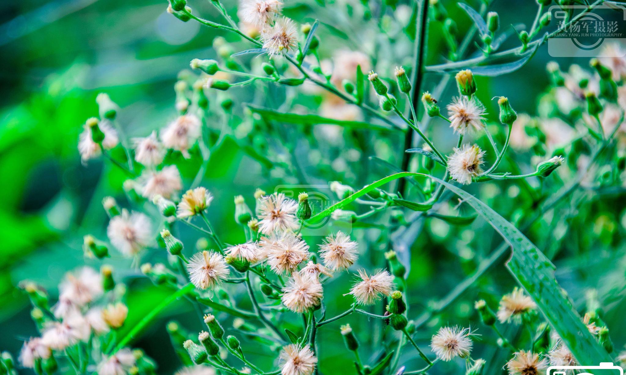 夏日六月遇见小蓬草的清新美