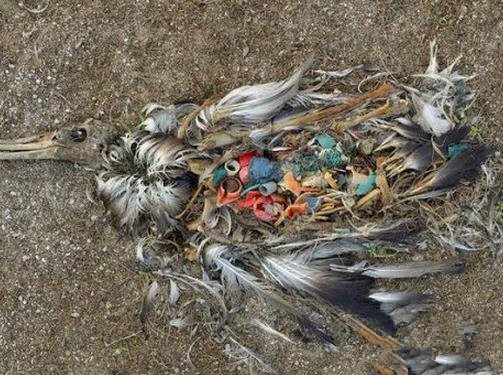 镜头下被环境污染残害的动物们经常在生与死的边缘挣扎