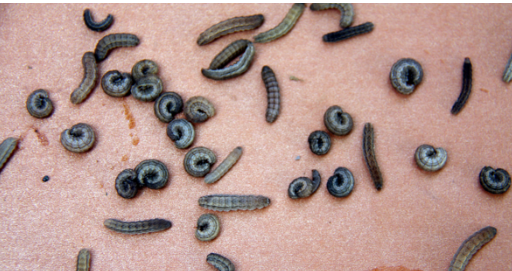 农村粮仓里的米象一生都不用喝水吗