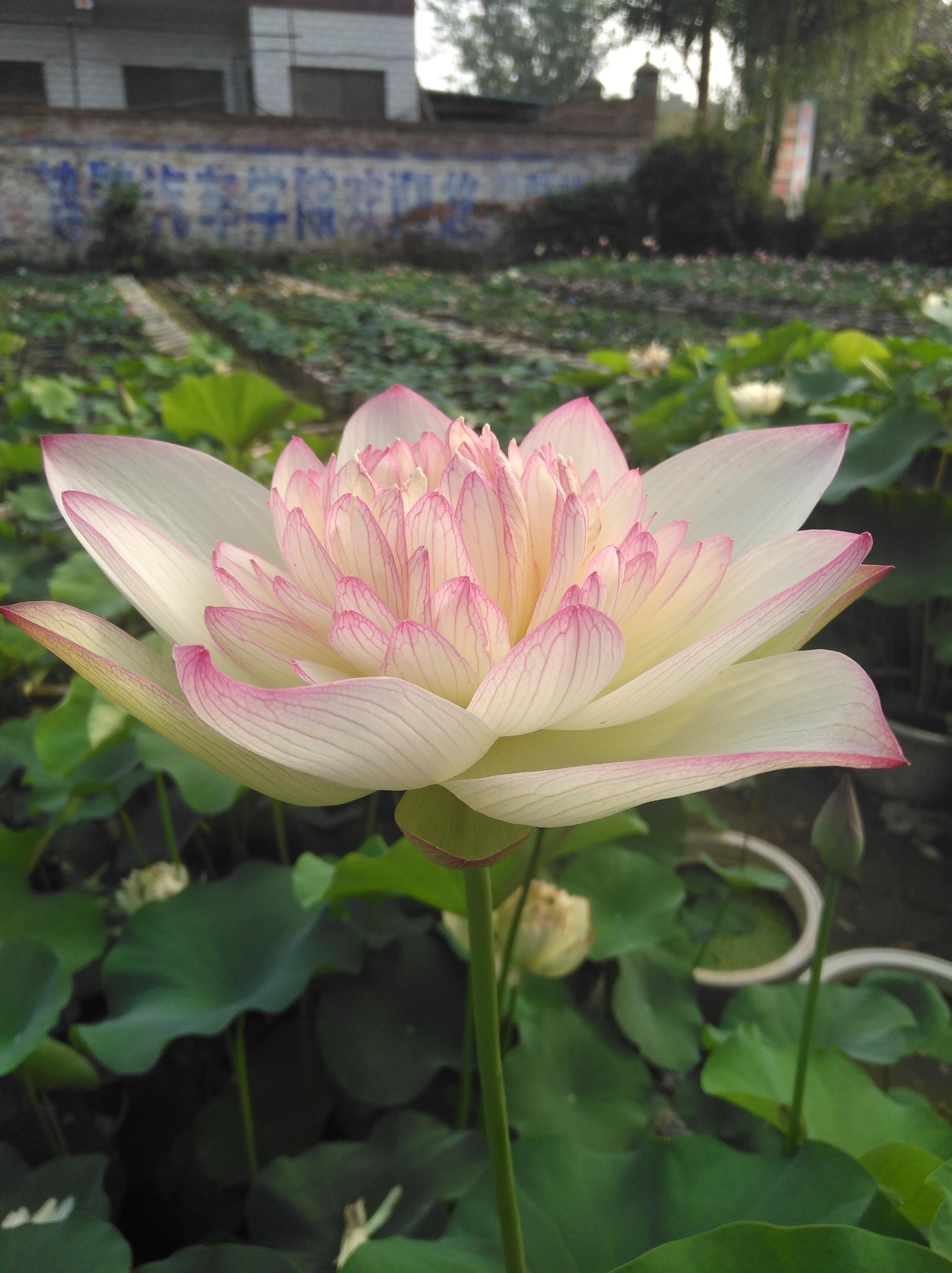 新云锦中大型荷花,如何开好需要注意不会注意的问题