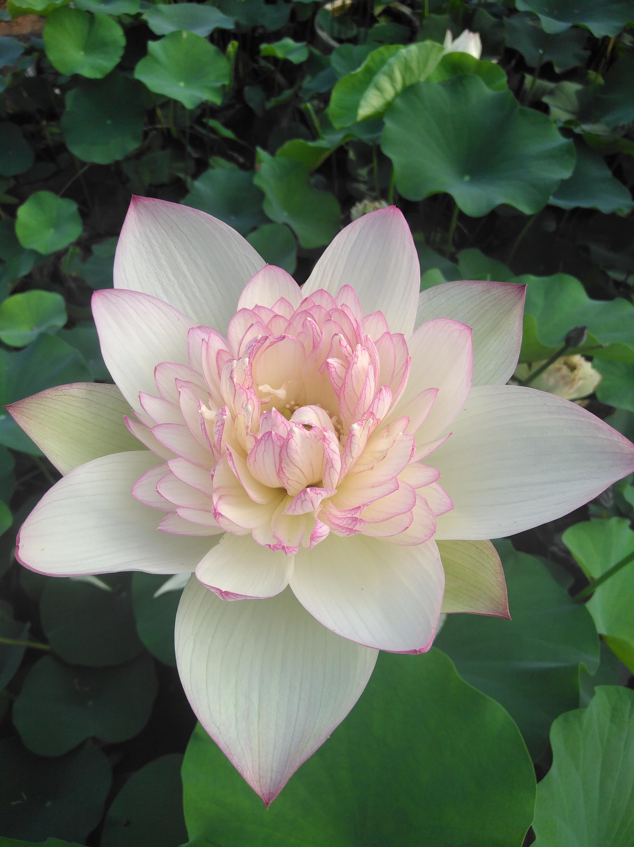 新云锦中大型荷花,如何开好需要注意不会注意的问题