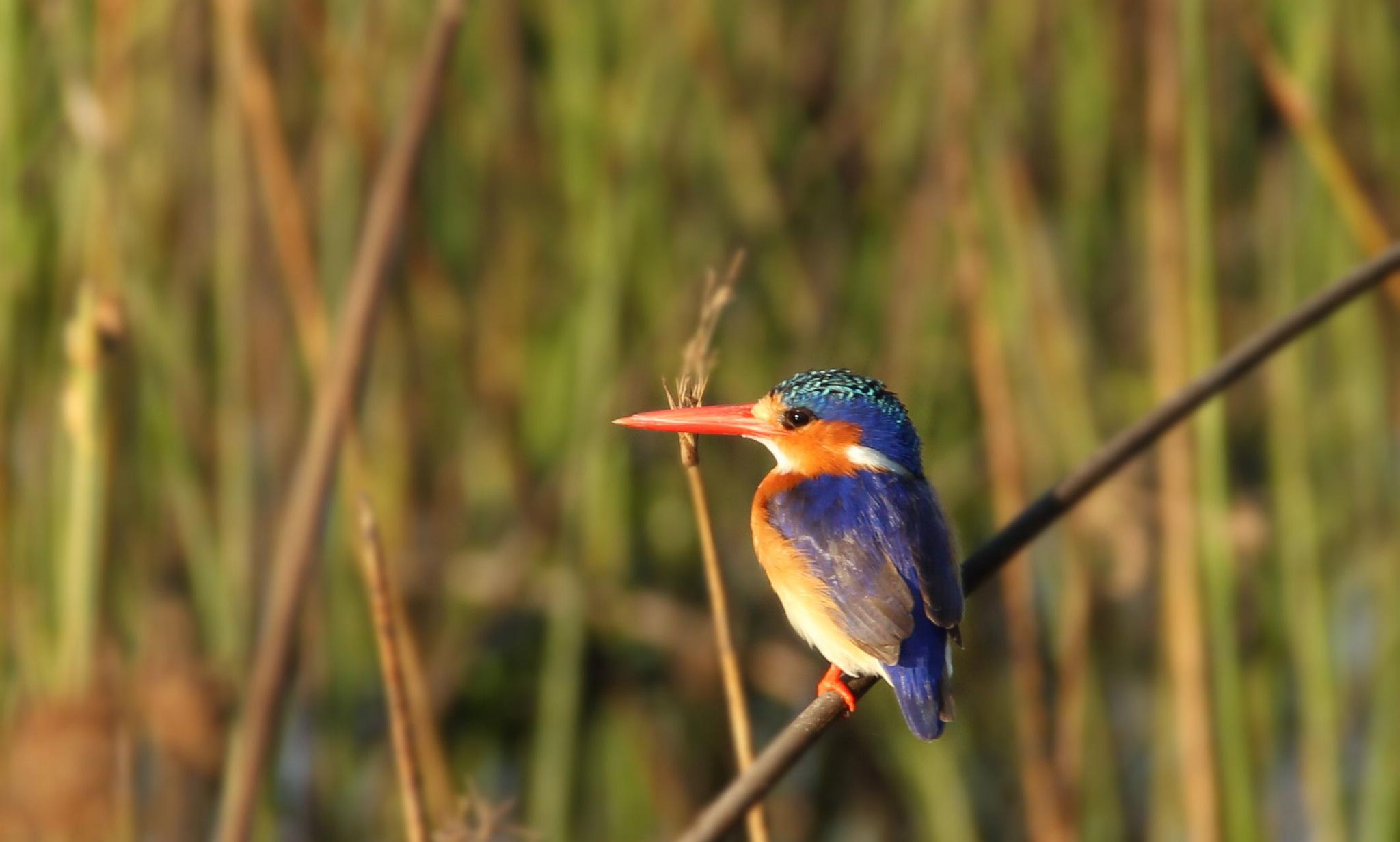 博茨瓦纳,野生动物的天堂