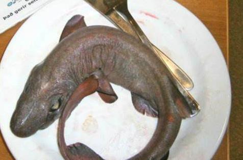 那为什么冰岛人还要选择这种冷门且味道非常奇怪的食物.