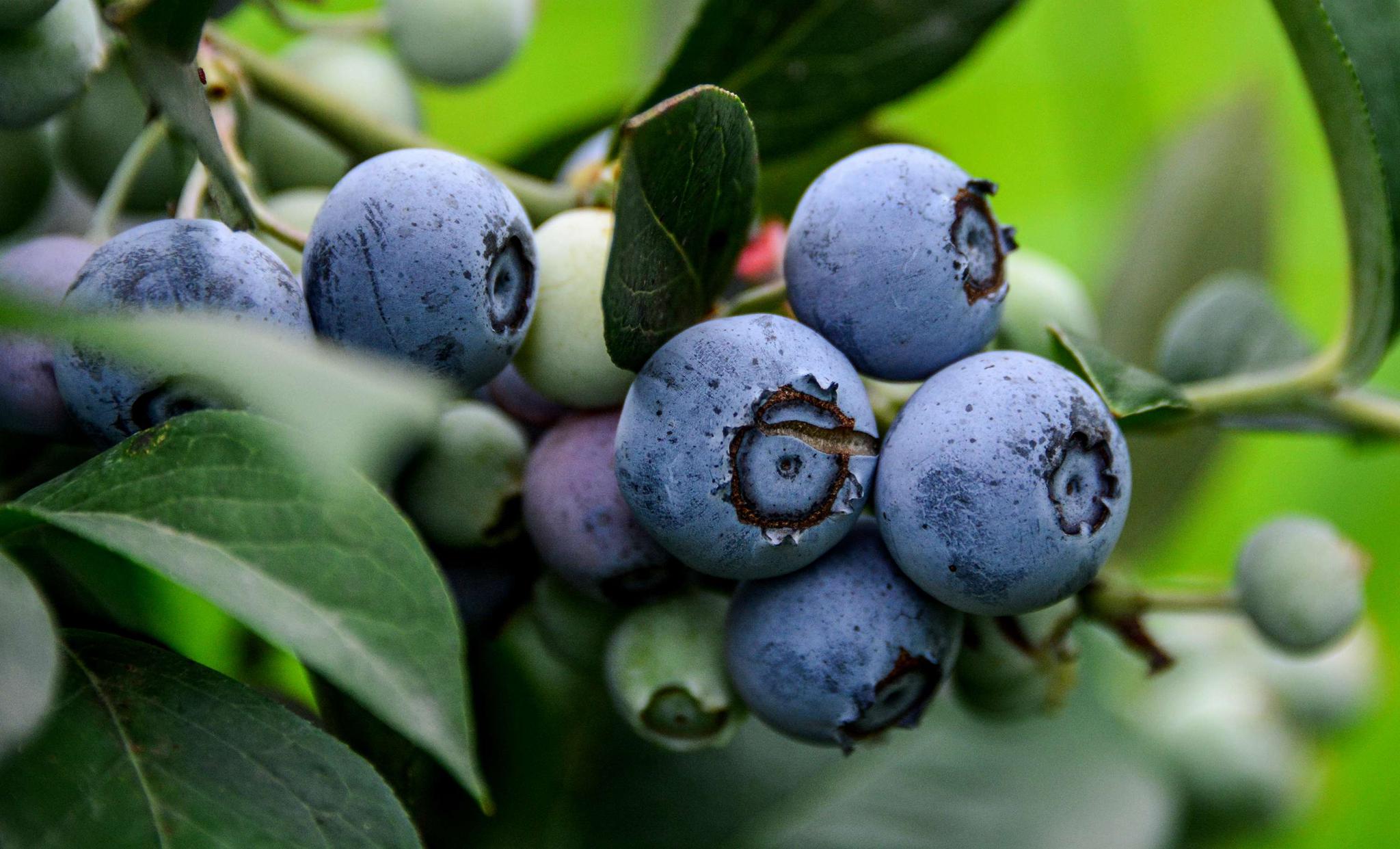 斗山蓝莓采摘季