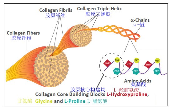 胶原蛋白保持皮肤光滑的秘诀(附指南)