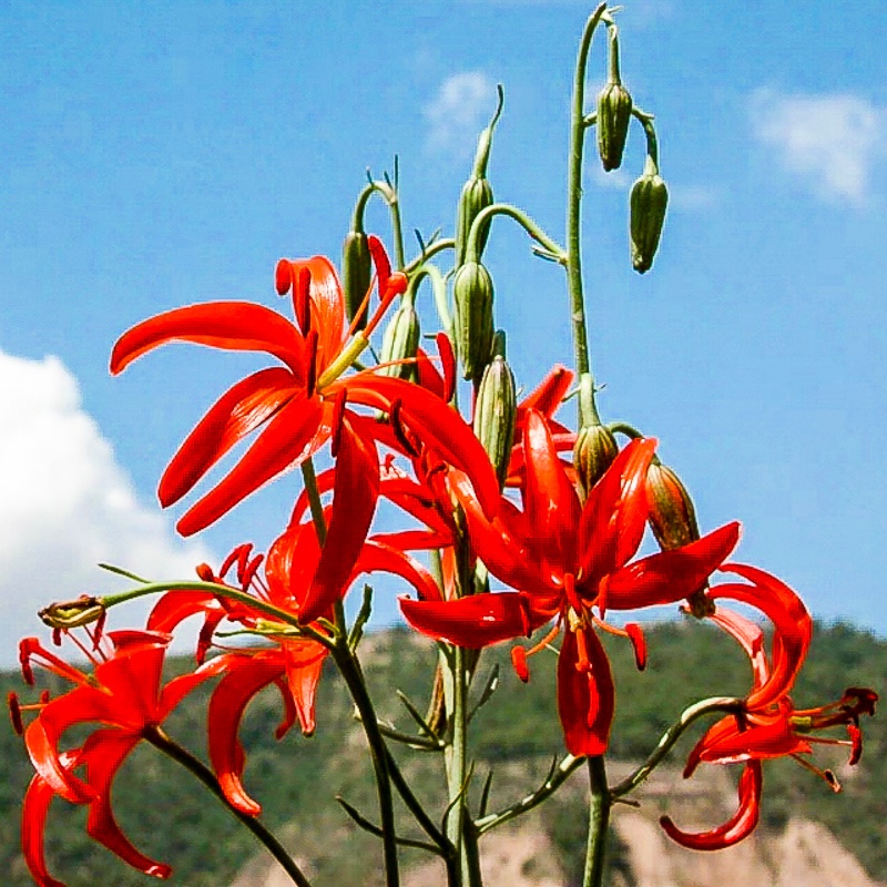 陕北高原一抹动人风景,《山坡坡上开满山丹丹花》,连载之二十八