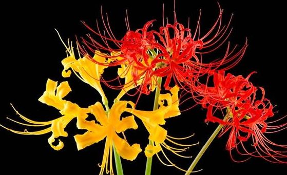 电视剧里常出现的一种花,彼岸花该如何种植