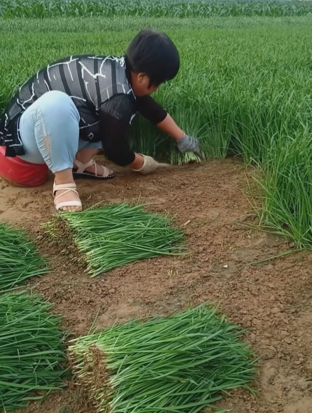 百菜之王的韭菜又称壮阳草,秋天割韭菜很累,韭味稍差